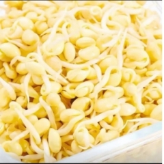 黄豆芽