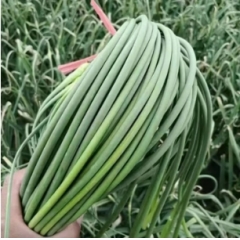 蒜薹